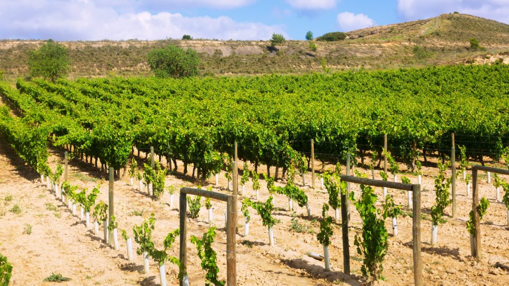 Vins blancs, rouges, rosés : quelle diversité dans le vignoble de Loire ?