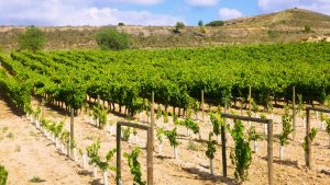 Vins blancs, rouges, rosés : quelle diversité dans le vignoble de Loire ?